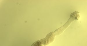 Järgmine SANITAAR- JA HÜGIEENIKOOLITUS JAHIMEESTELE toimub oktoobris. Registreerimine avatud