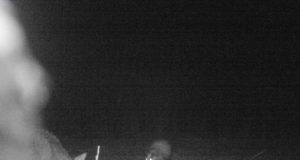 Mäger langes hundi saagiks