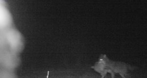 Tiit Maran: hundi tulevik näib tume