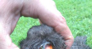 Pärnumaal kütiti omapärane kobras