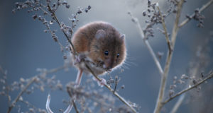 Osale loodusfotokonkursil!