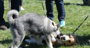 Lemmikloomade vaktsineerimise kampaania tuleb taas