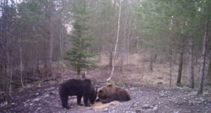 PILTUUDIS: Kevad on metsaasukatele tegus aeg