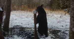 PILTUUDIS: Karu ei ütle ära ka suutäiest soolasest