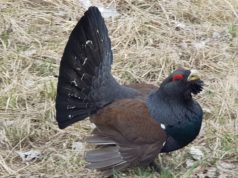 Kilde jahindusest sada aastat tagasi: mõtuse mängul