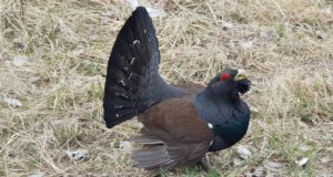 Raplamaal tegutseb hullunud metsis