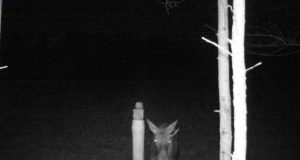 PILTUUDIS: Põdrapull on kaotanud ühe sarve