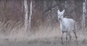 Kaamera jäädvustas Hiiumaal valge hirve