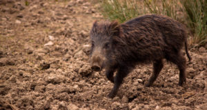 Valmisid veebirakendused surnuna leitud metsseast ja linnust teavitamiseks