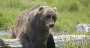 Jõgevamaal jäi karu rongi alla