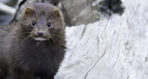 Taani mingifarmides avastatud koroonaviiruse tõttu hukatakse riigis ligi 17 miljonit looma