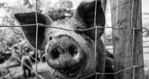 Seakatku tõttu on hukkunud rekordarv sigu