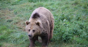 Tõeline ime: Leedus sündis karupoeg