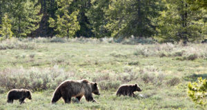 Karuema tõi oma kolm poega taluõuele uudistama