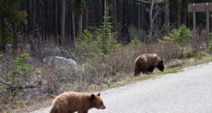 Pruunkaru küttimismahud on kinnitatud