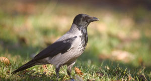 Jahimehed ja maaülikool osalevad Lääne-Niiluse viiruse uuringus