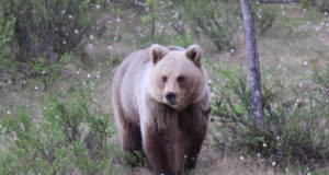 Külarahvast terroriseerinud karujõmpsikas püüti kinni!
