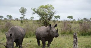 Koroonaviirus ähvardab väidetavalt Aafrika elusloodust