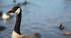 Põllupidajad aitasid selgitada hanekahjude vältimise võimalusi