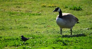 Haneseire kolmas loendusperiood algab 7. mail