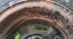 Rebane jäi autoratta vahele kinni