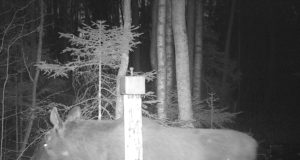 PILTUUDIS: põdrapull soolakus