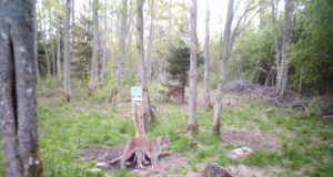 PILTUUDIS: Ilves ja kährik koos soolakul