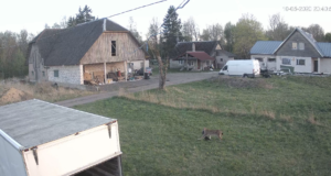 Ilves pidas talu hoovis kassijahti