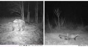 PILTUUDIS: Kevad on paaritumisaeg