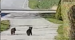 VIDEO! Kaks karupoega jalutasid Lasila küla hoovis