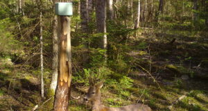 PILTUUDIS: Kitsedel on karvavahetusaeg