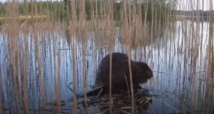 Tuttpütipaari üllatas pesale roninud kobras