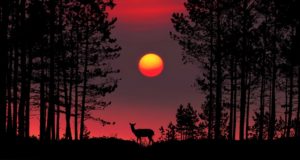 Fred Jüssi on lahkunud