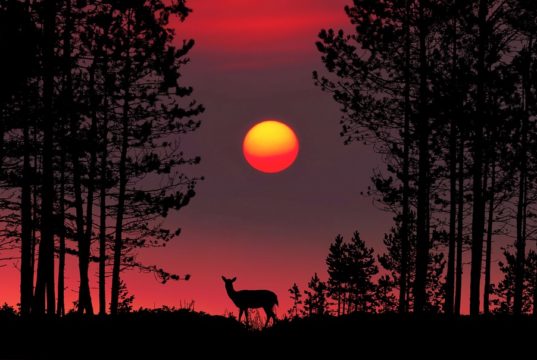 Fred Jüssi on lahkunud