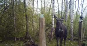 PILTUUDIS: Põdrapullil sarved kasvavad