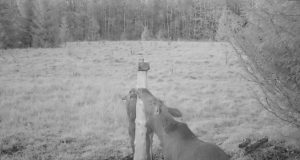 Kuku raadio uuris kuidas metsloomadega käituda