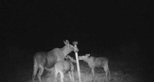 Vabatahtlike loomapäästjate ja ekspertide vahel laiutab koostööd takistav lõhe