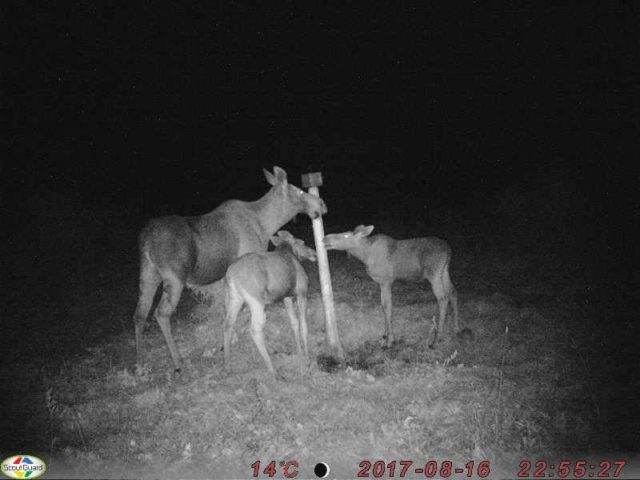 rapla põdrapere - enn sõõrumaa
