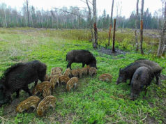 Metssigade küttimine on tublisti kasvanud