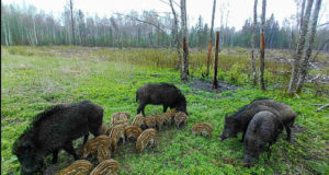 Metssigade küttimine on tublisti kasvanud