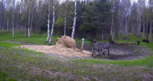 Haruldased külalised hirveplatsil