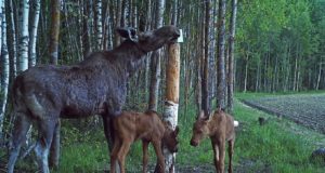 PRESSITEADE: Tähelepanu, metsloomad on poegadega liikvel