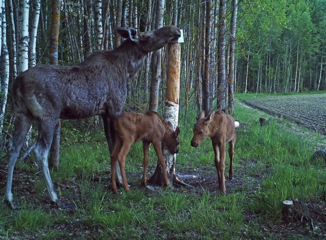 tn_IMAG0486-arvi lepisk