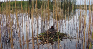 Tuttpütipaar on taas otsepildis
