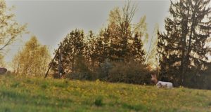 PILTUUDIS: Valge sokk Tartumaal