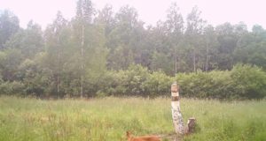 PILTUUDIS: Metskits tallega