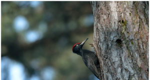 Vabaühendused paluvad pidada kevadsuvist pesitsusrahu, et linnupojad saaksid suureks kasvada