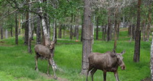 Tulemas on põdra peibutamise koolitus Valtus.