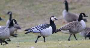 EJS on Kõrvemaal linnujahi keelamise vastu