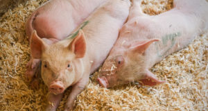 Suurim taudilevik Nigeerias: hukati pea miljon siga